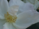peacefulflower