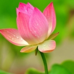nhanhoaland