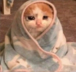 IFBIV